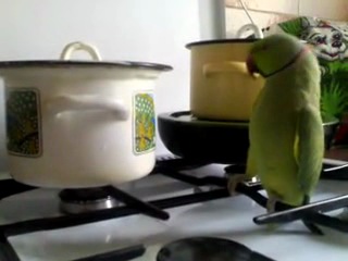 kesha green parrot wants to eat
